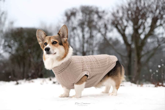 Sweat chien beige