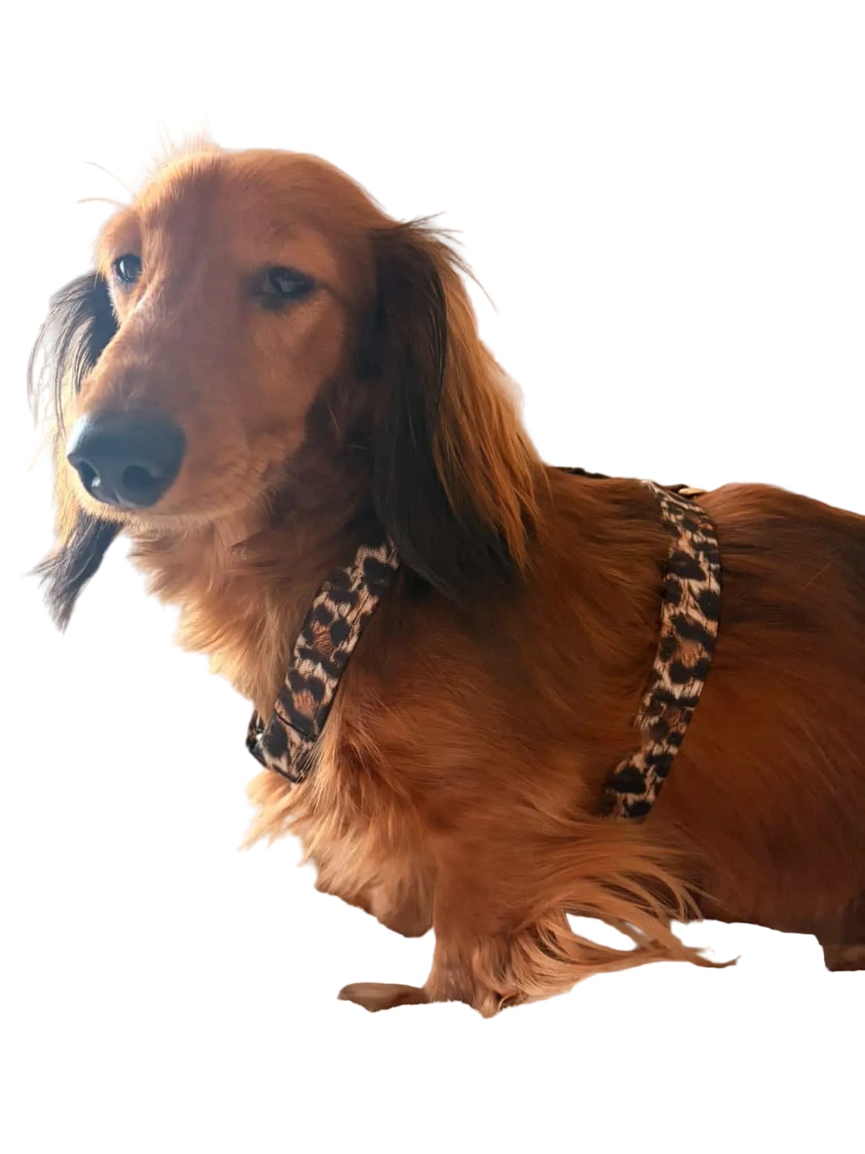 Harnais imperméable léopard chien