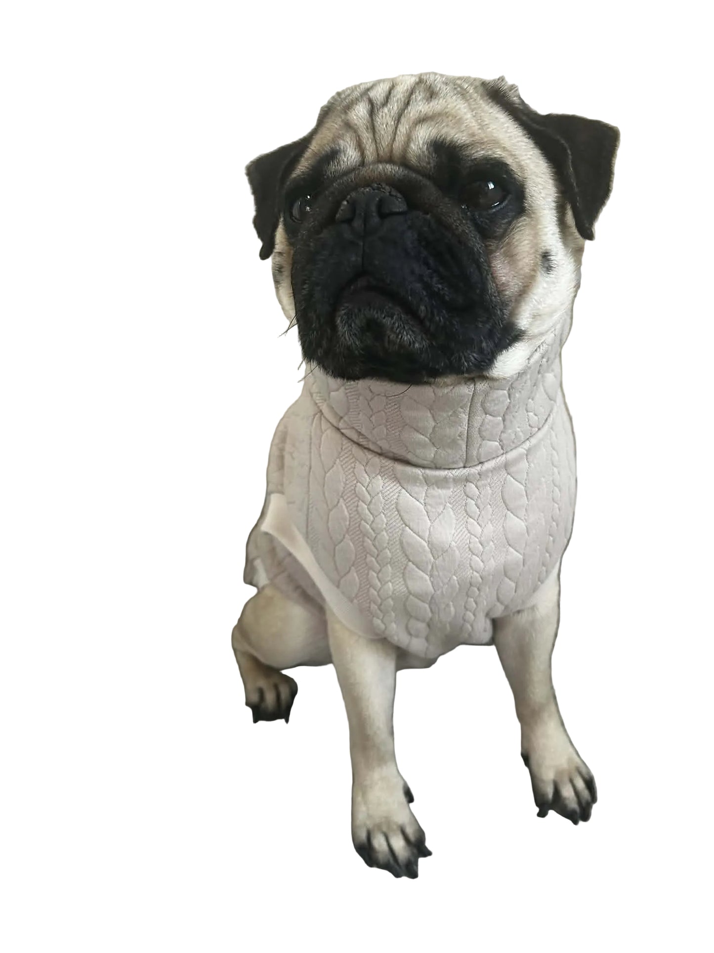 Sweat chien beige